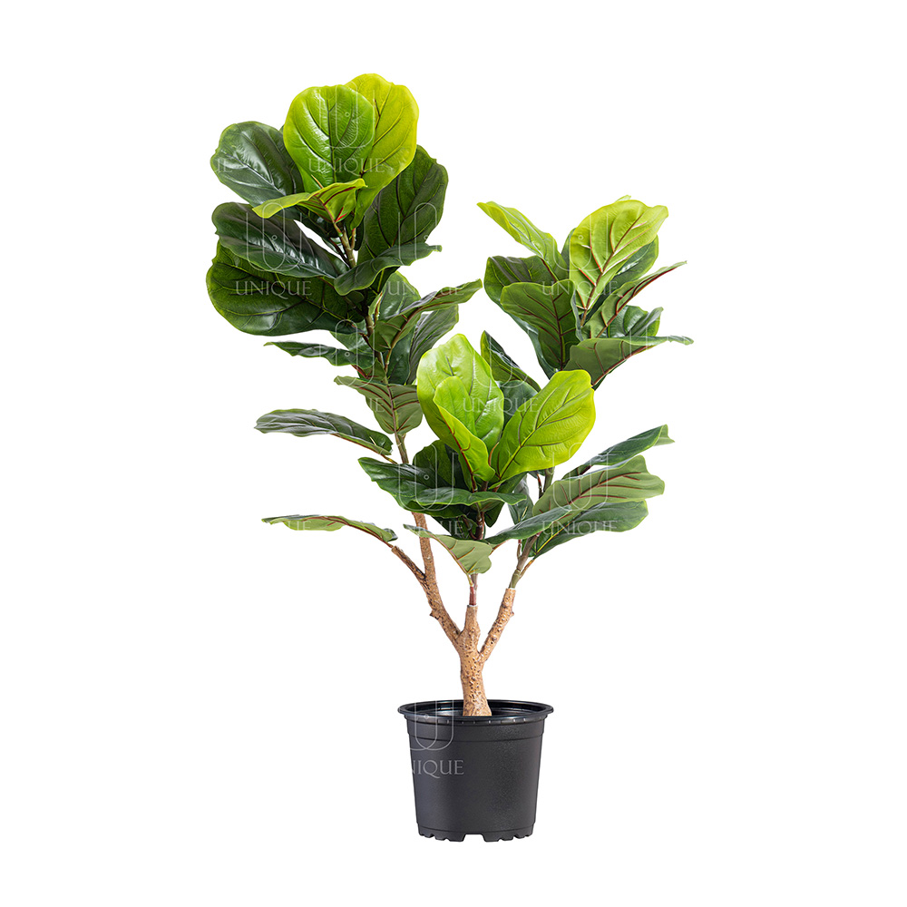 Fiddle Leaf Fig A.T 3 Branch H125CM