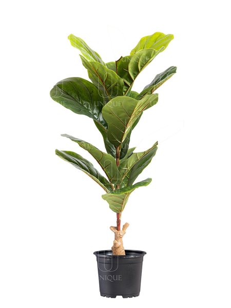 Fiddle Leaf Fig A.T 1 Branch H90CM