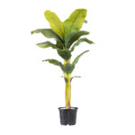 Banana A.T 1 Trunk High Quality H140CM