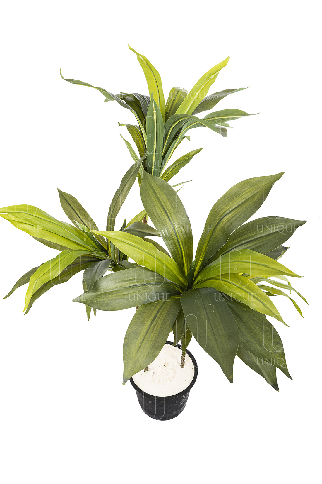 Dracaena A.T With Plastic Pot H100CM - Image 3