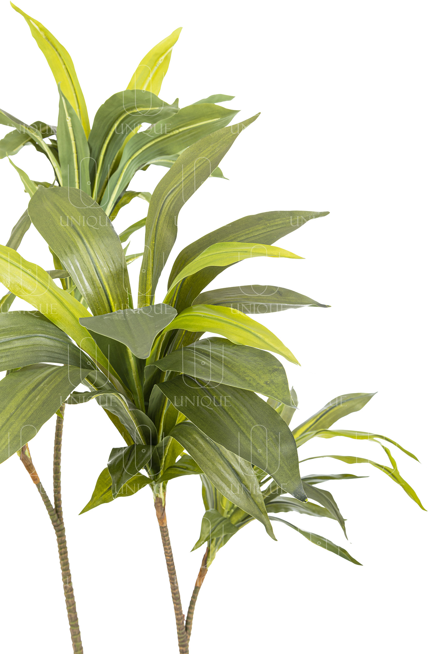 Dracaena A.T With Plastic Pot H100CM - Image 2