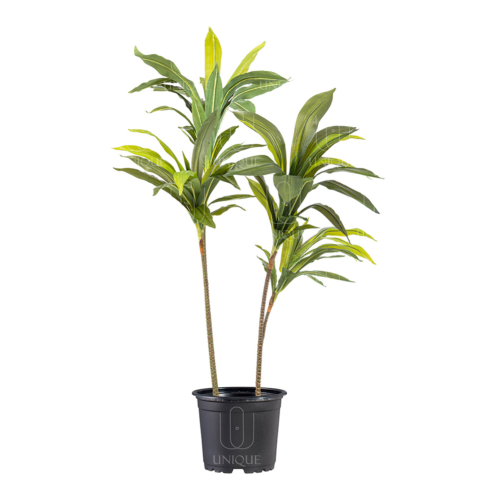 Dracaena A.T With Plastic Pot H100CM