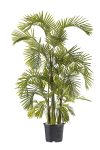 Areca A.T High Quality 3 Trunks H160CM