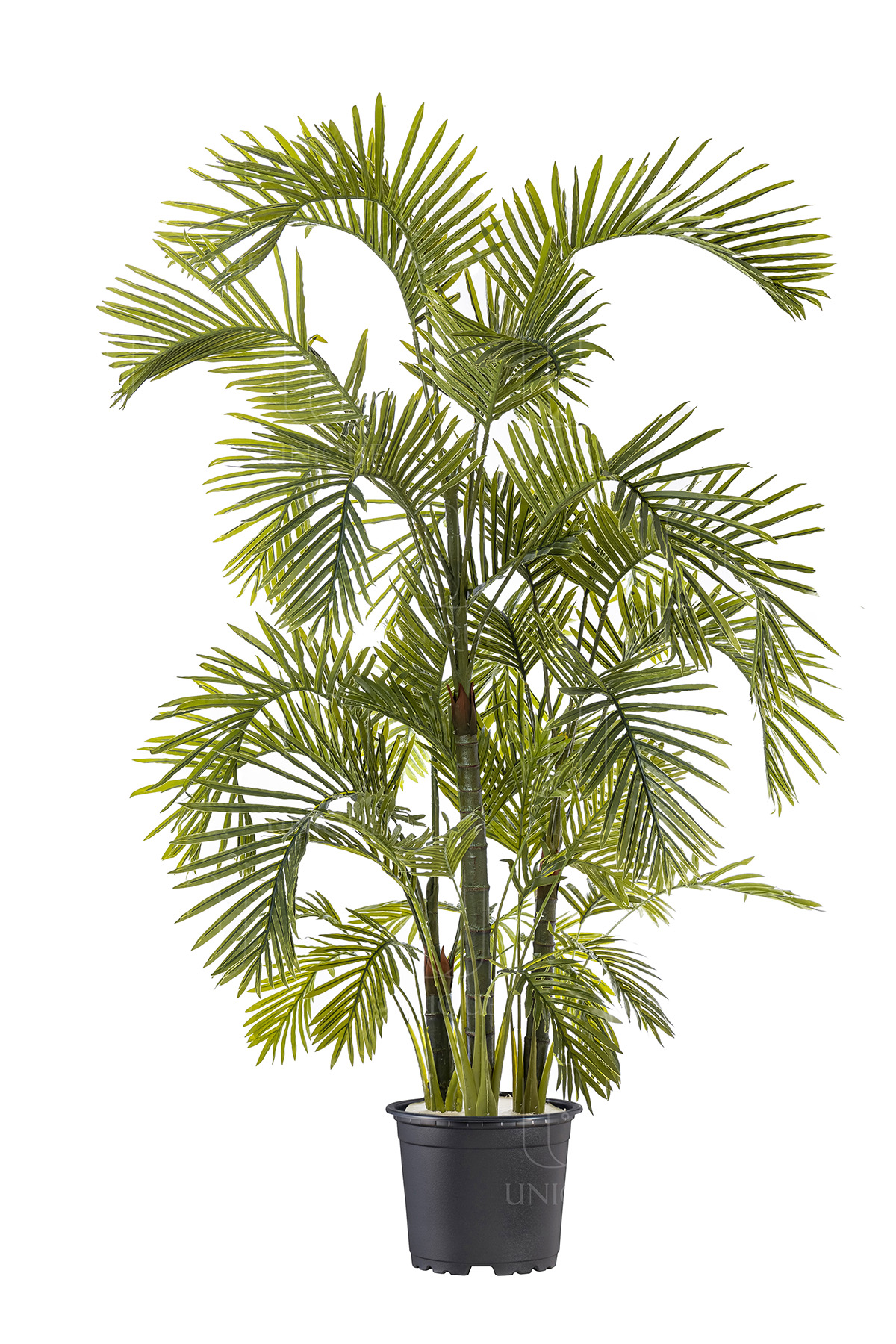 Areca A.T High Quality 3 Trunks H160CM
