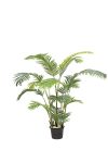 Areca A.T 5 Iron Trunk H175CM