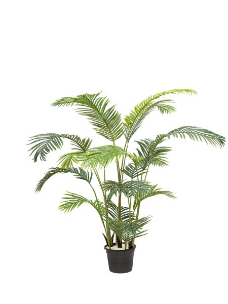 Areca A.T 5 Iron Trunk H175CM