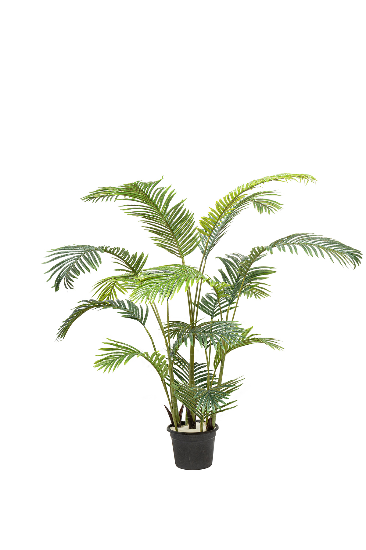 Areca A.T 5 Iron Trunk H175CM