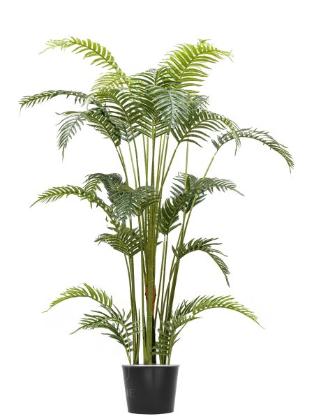 Areca A.T Dot With Plastic Pot H190CM