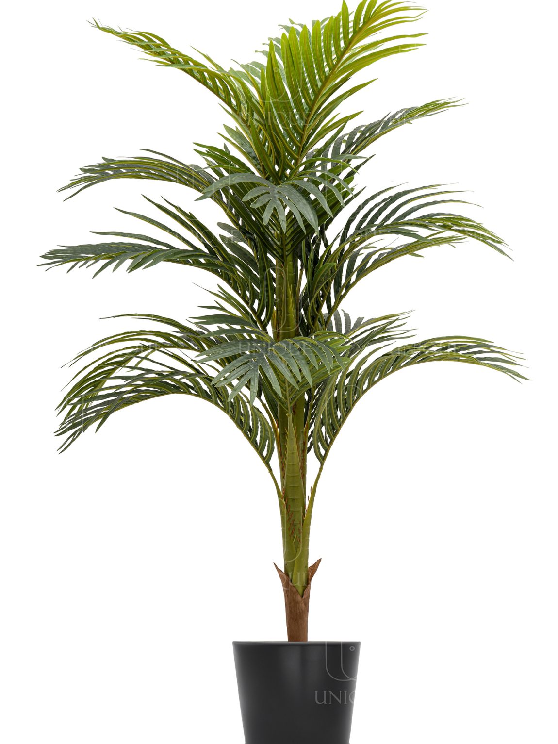Areca A.T High Quality 1 Trunk Group H125CM