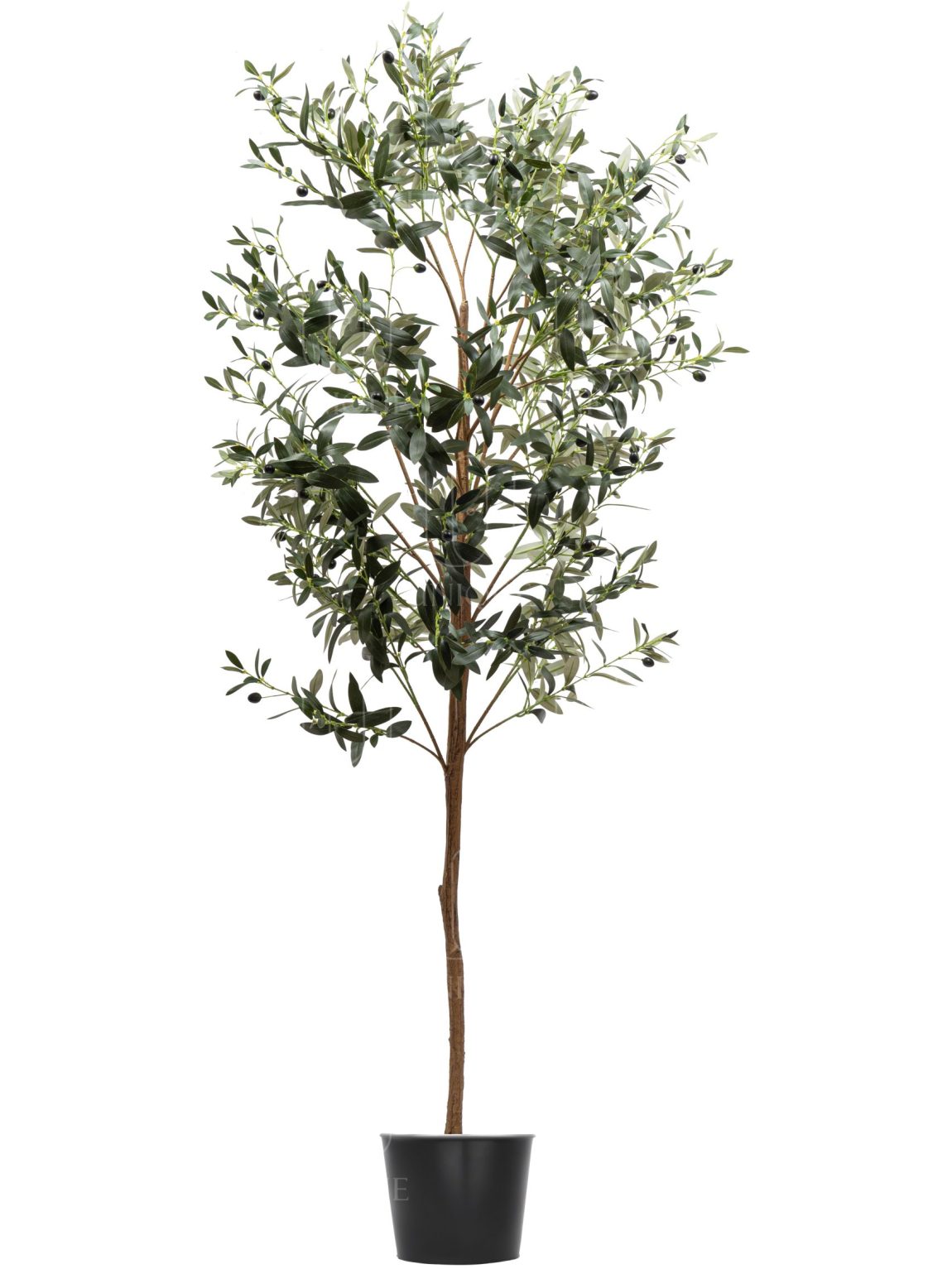 Olive A.T Thin Trunk H180CM