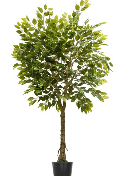 Binjamina A.T Iron Trunk H180CM