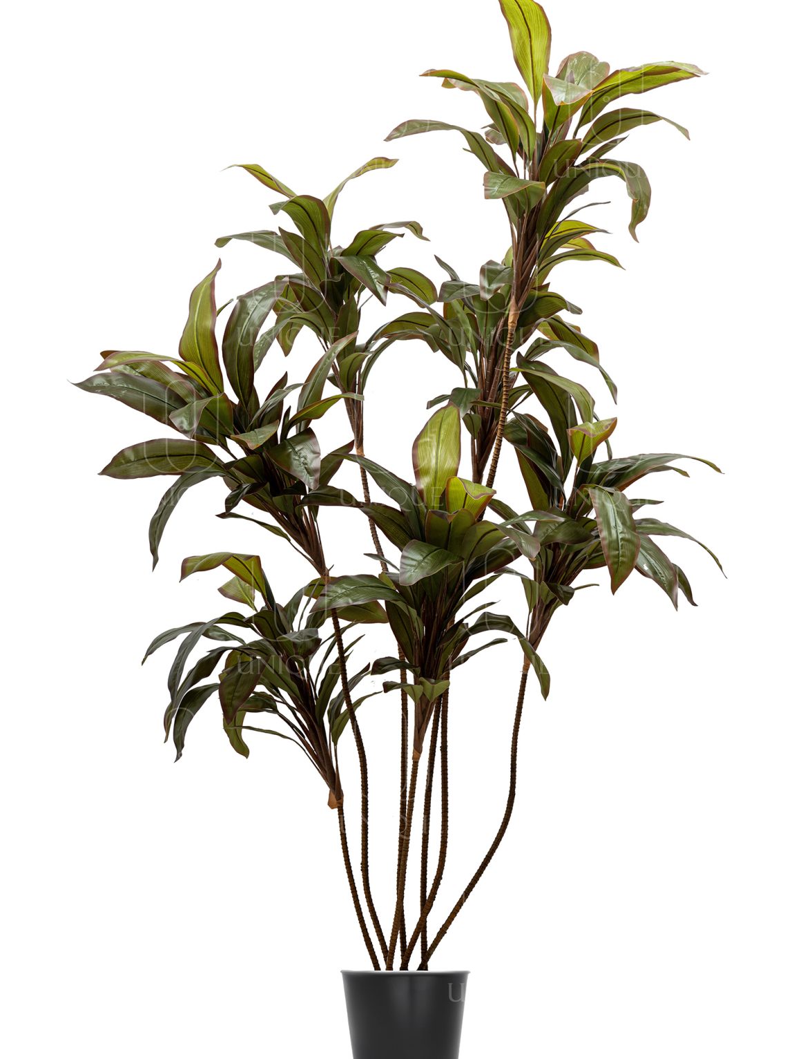 Red Dracaena A.T With Plastic Pot H210CM