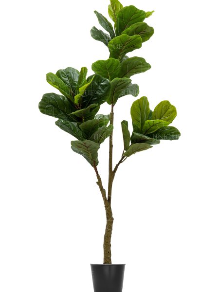 Fiddle Leaf Fig A.T 3 Branch H180CM