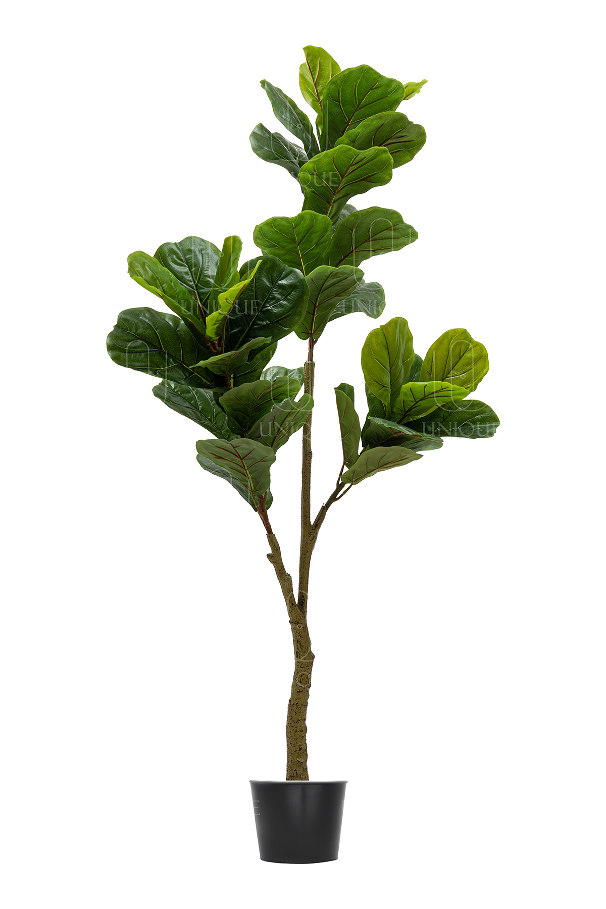 Fiddle Leaf Fig A.T 3 Branch H180CM