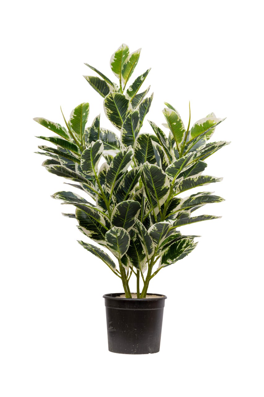 Rubber Fig Artificial Tree Green in White Leaves H85CM