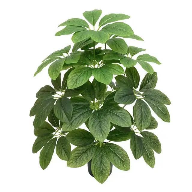 Shoflera Bunch 18 Leavs