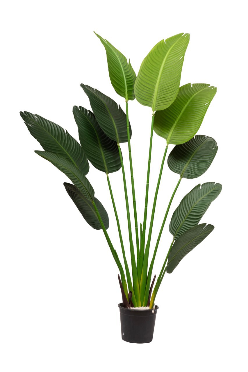 Banana Artificial Tree Alex 3 Brown Trunk 11 Leavs H170CM