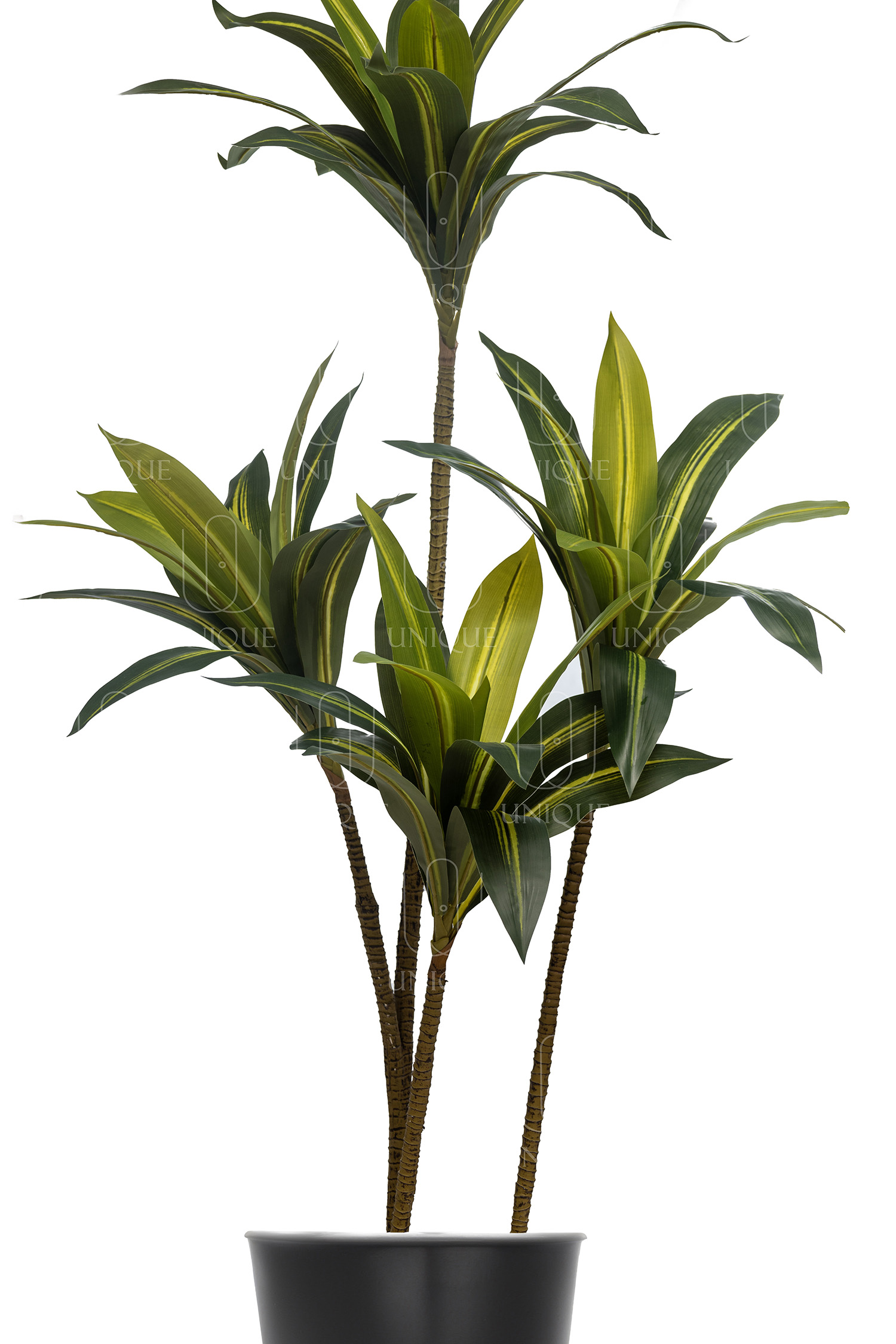 Dracaena Artificial Tree Double Trunks With Yellowish Leavs H160CM Potted In Black Plastic Pot D15-20CM - Image 2