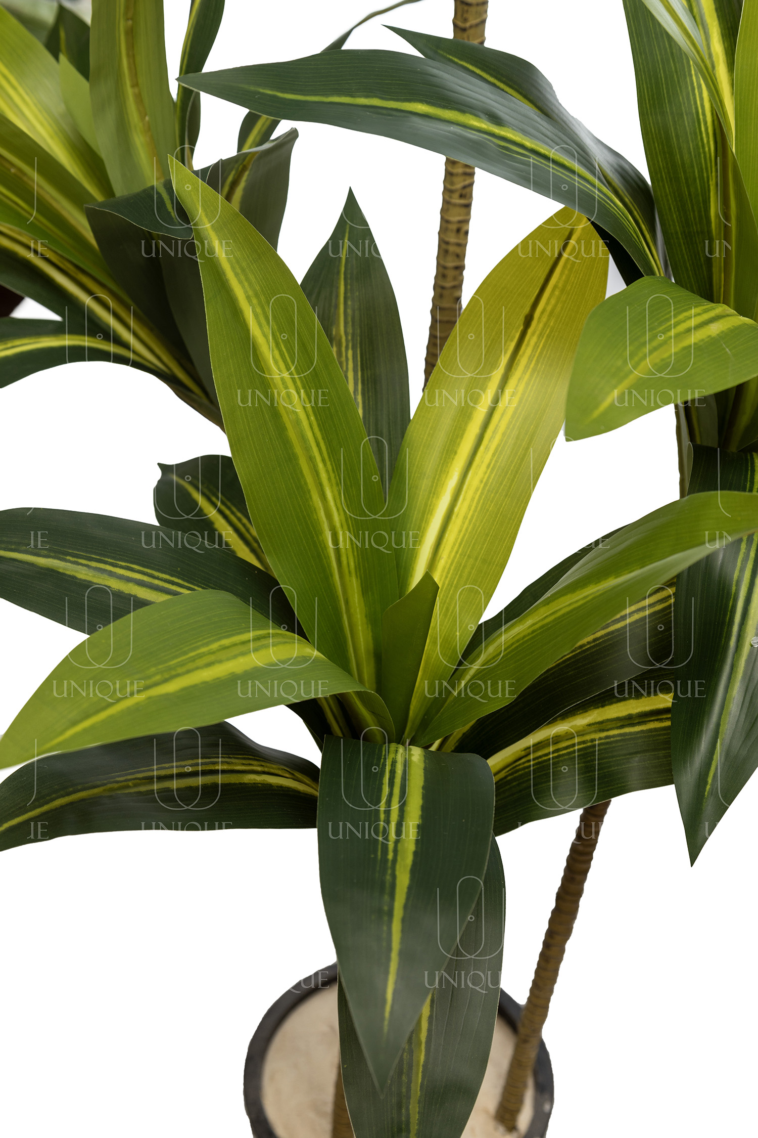Dracaena Artificial Tree Double Trunks With Yellowish Leavs H160CM Potted In Black Plastic Pot D15-20CM - Image 3