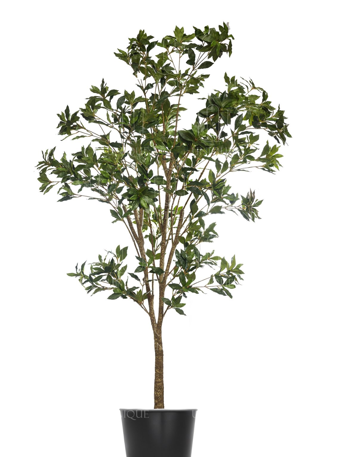 Benjamina Artificial Tree Single Trunk H200CM Potted In Black Plastic Pot D15-20CM