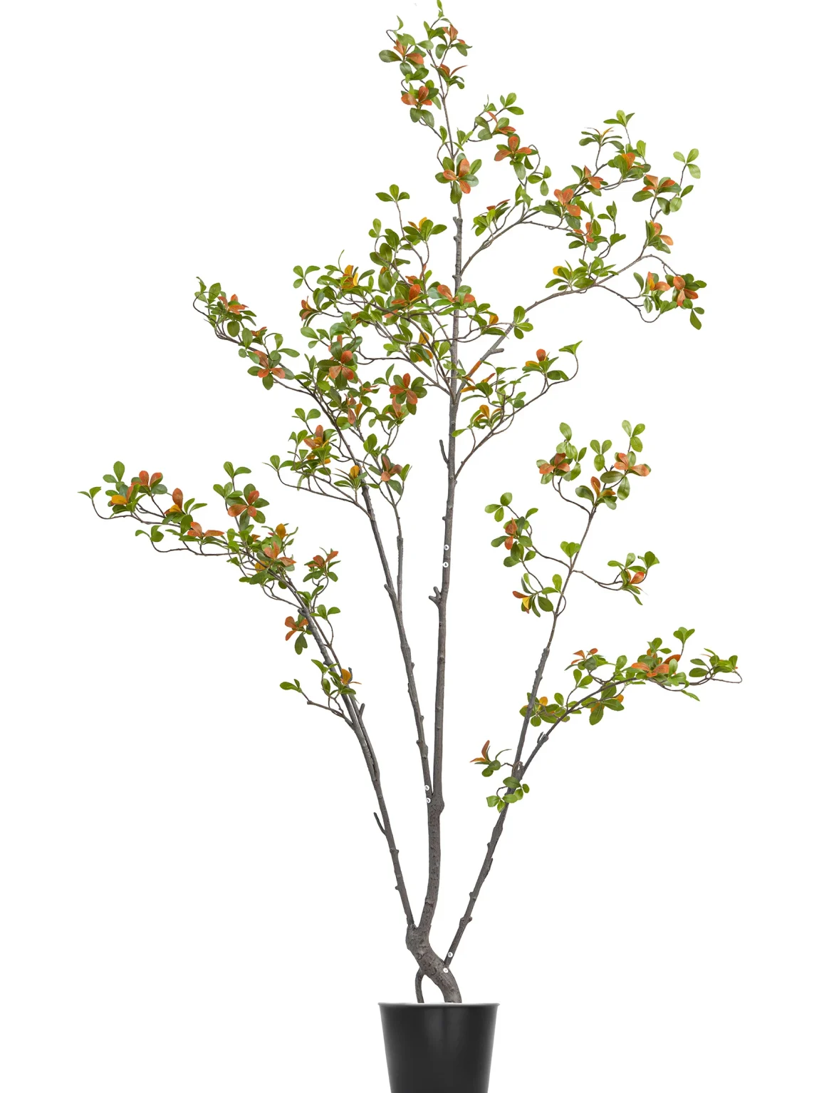 180cm Erythrina Variegata #HDCH-152-18003