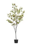 200cm Erythrina Variegata #HDCH-152-20004