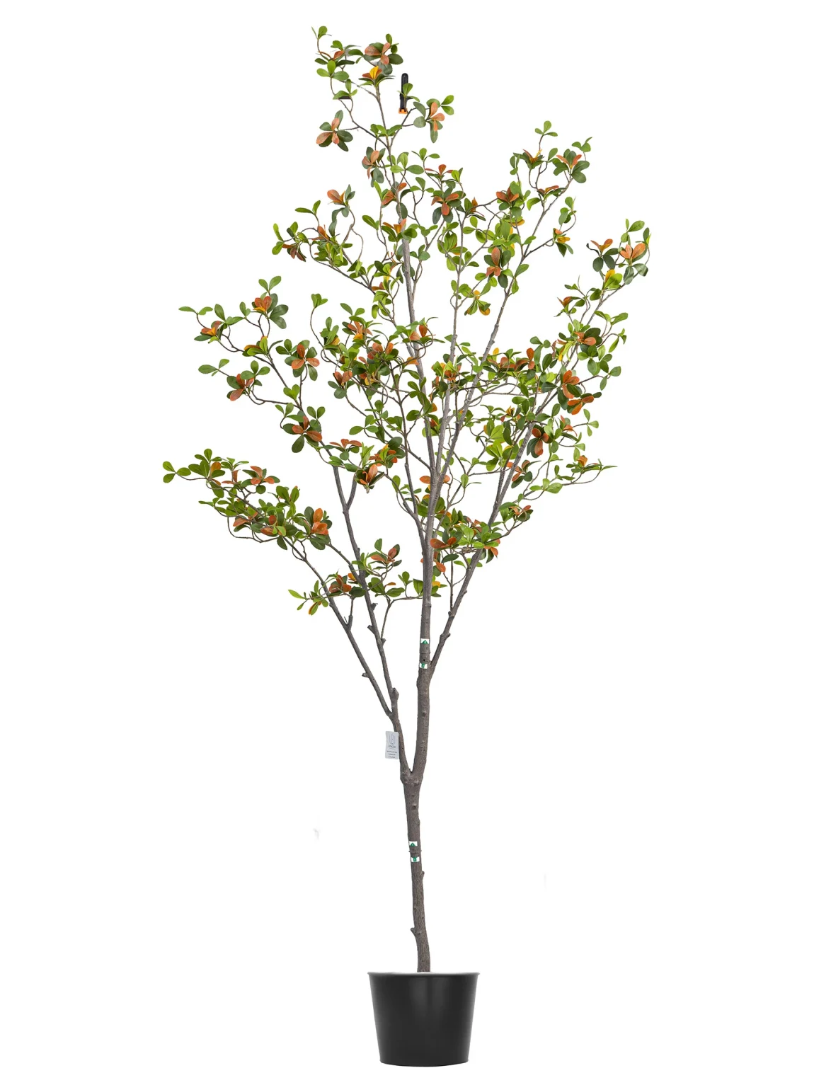 200cm Erythrina Variegata #HDCH-152-20004