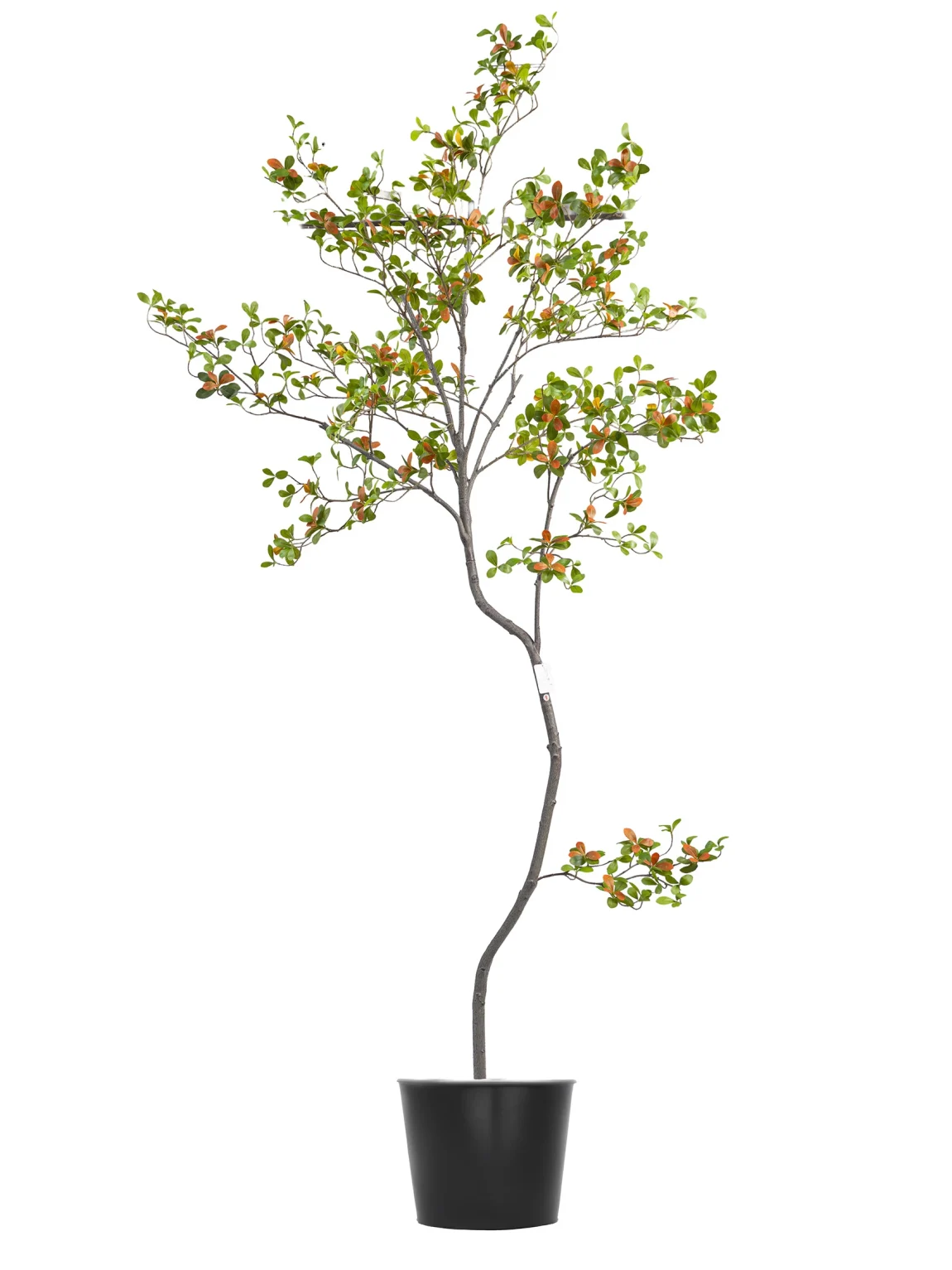 240cm Erythrina Variegata #HDCH-152-24005