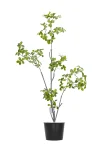 120cm Gardenia Jasminoides #HDZZS-151-12001#N