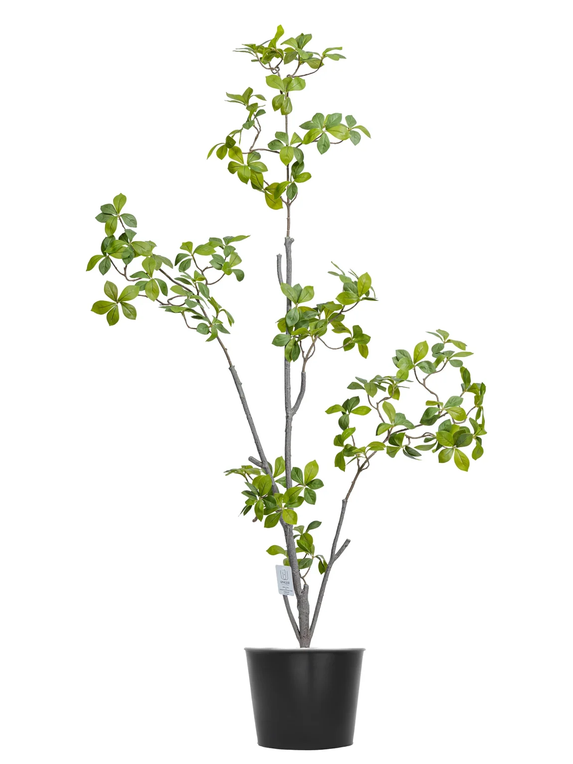 120cm Gardenia Jasminoides #HDZZS-151-12001#N