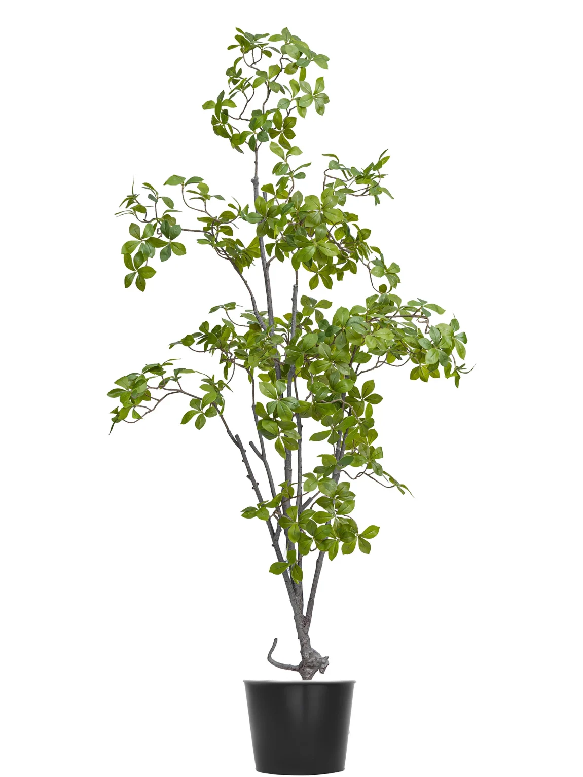 160cm Gardenia Jasminoides #HDZZS-151-16002#N