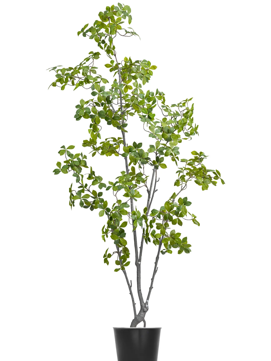 180cm Gardenia Jasminoides #HDZZS-151-18003#N