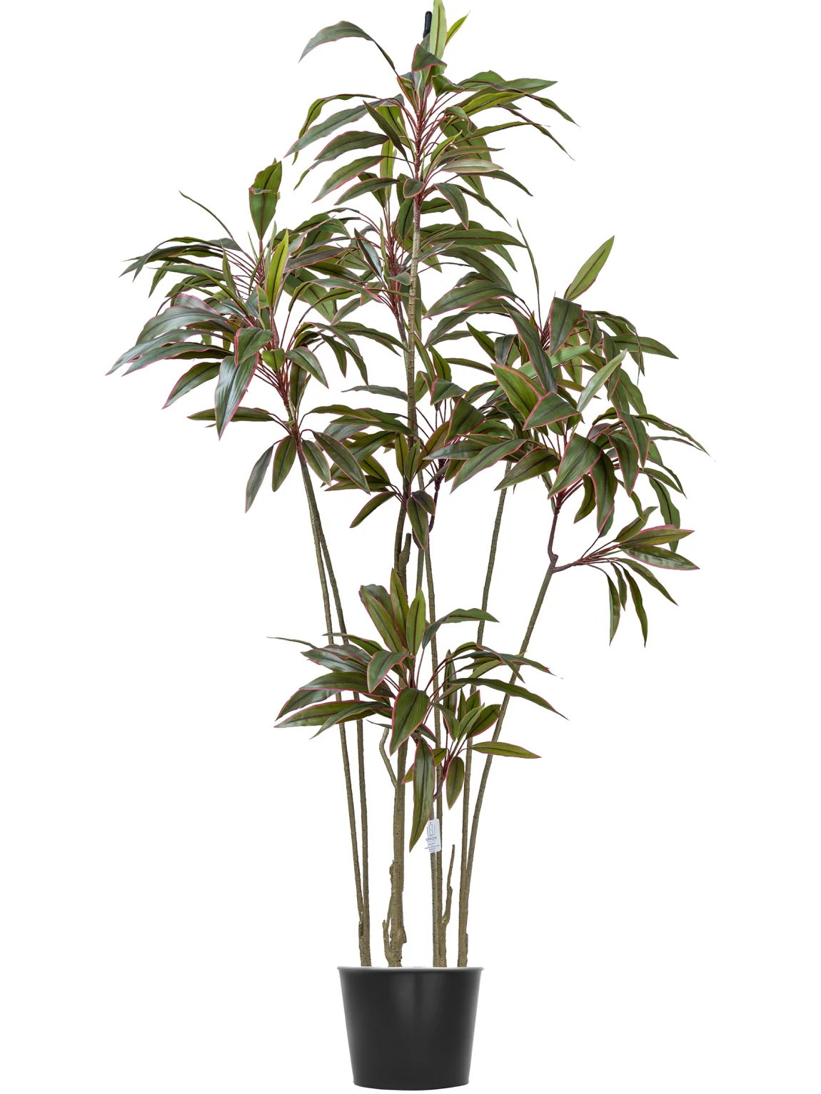 200cm Artificial Cordyline Tree #XYZJ-082-20005#R