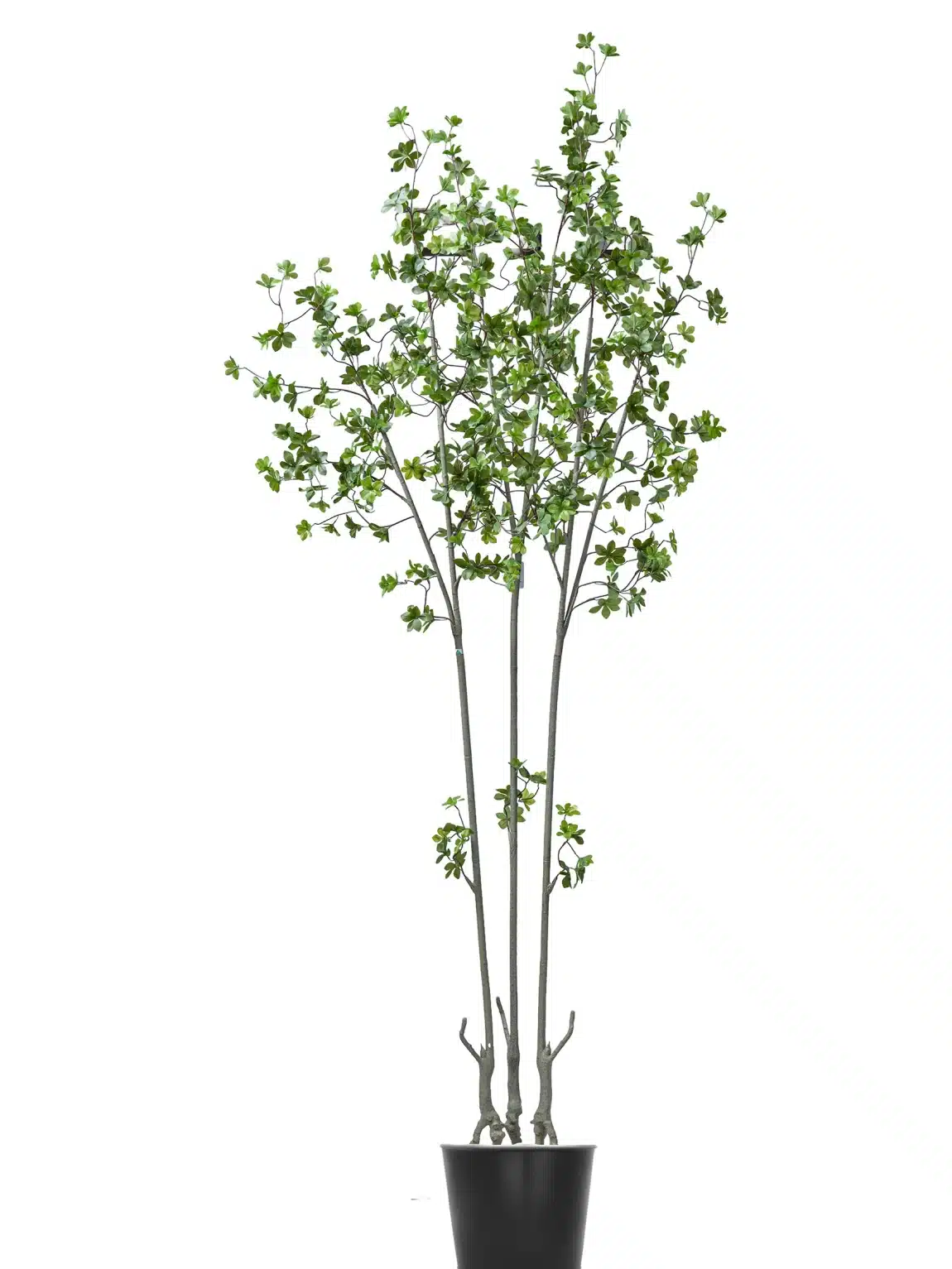 250cm Chlorophytum Tree #DZS-129-25003 #D