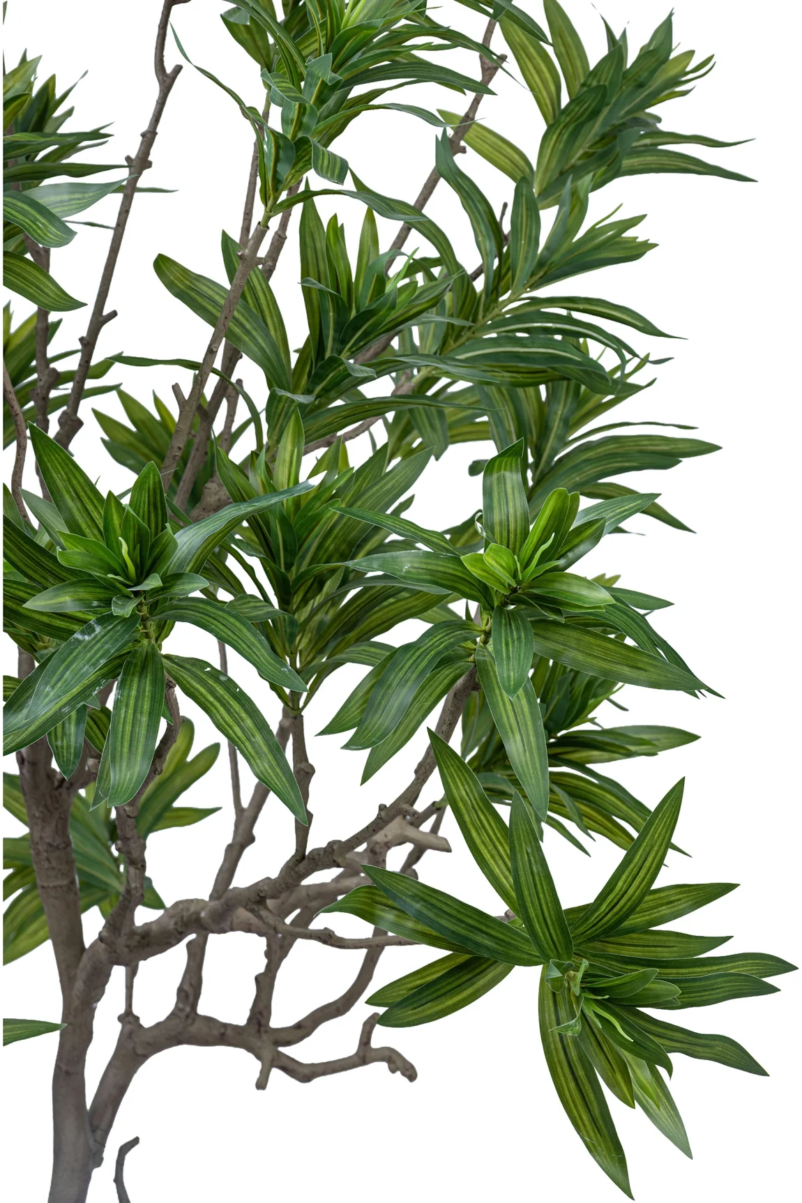 Reflexa Character Tree 180cm Dracaena Reflexa Tree #DYBHZ-180-001 - Unique Group