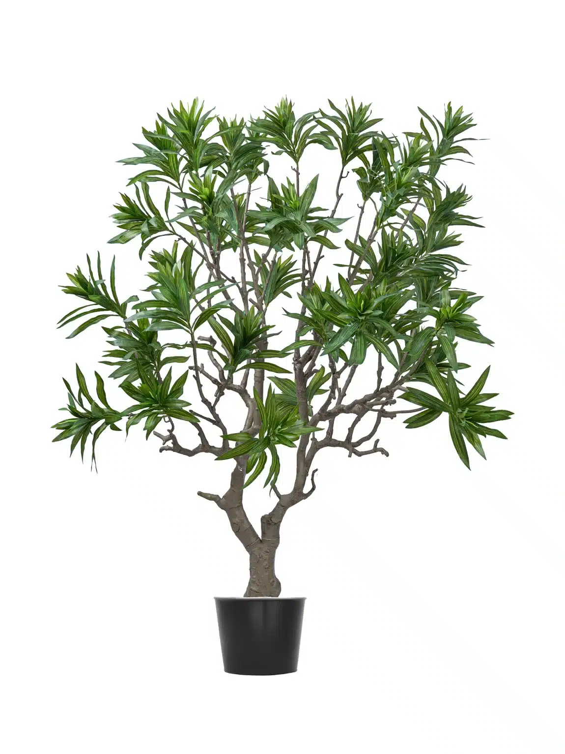 180cm Dracaena Reflexa Tree #DYBHZ-180-001