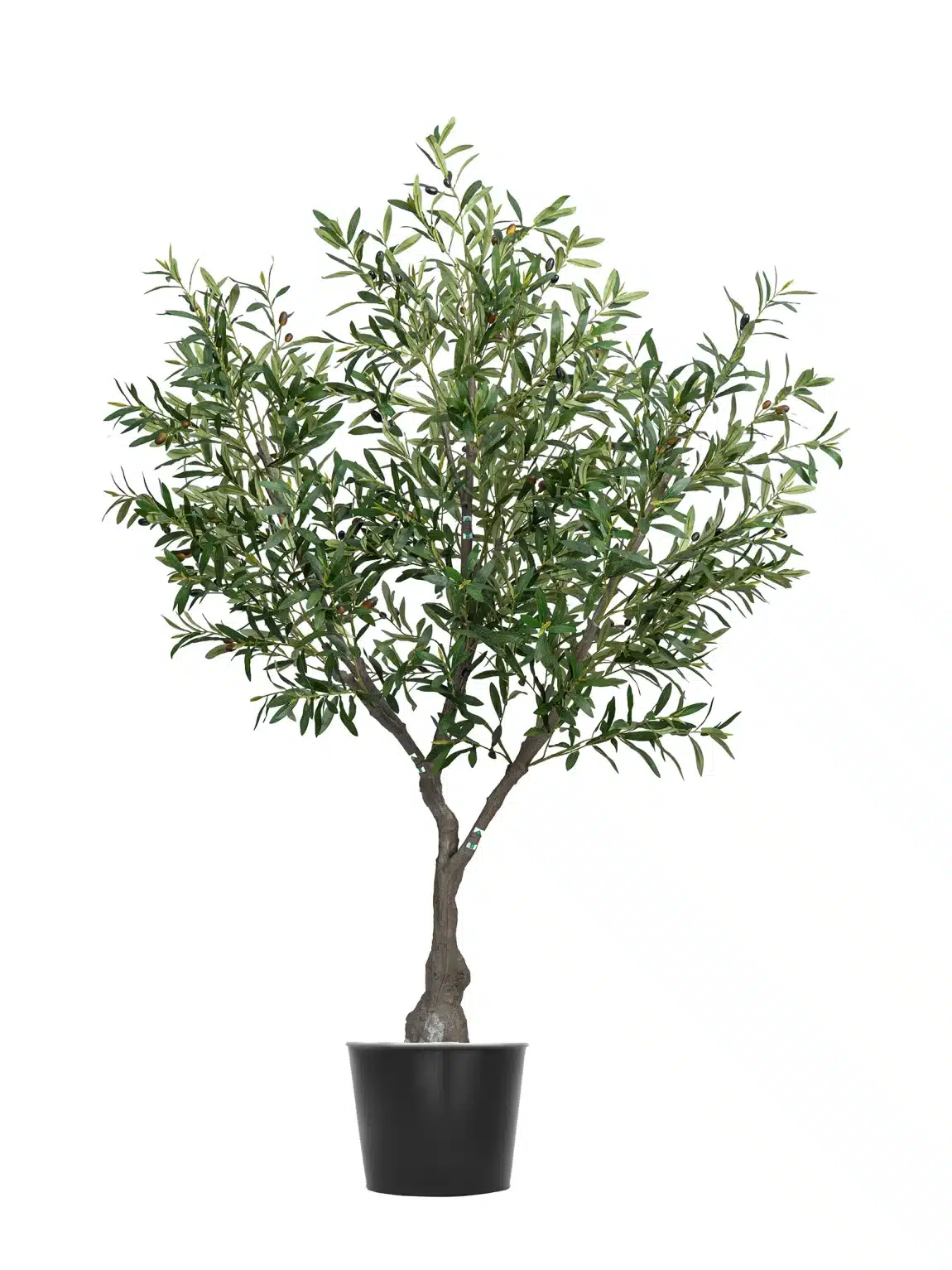 Olive tree L1