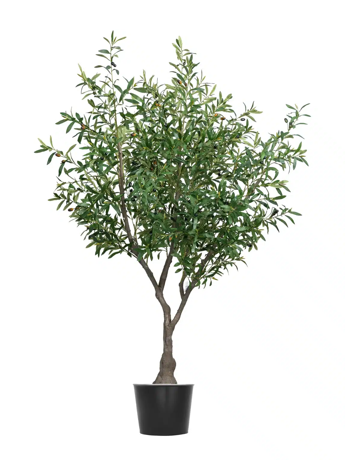 Olive tree L1