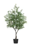 Olive tree L1