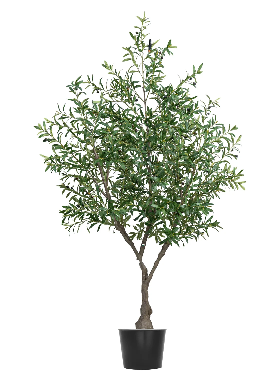 Olive tree L1