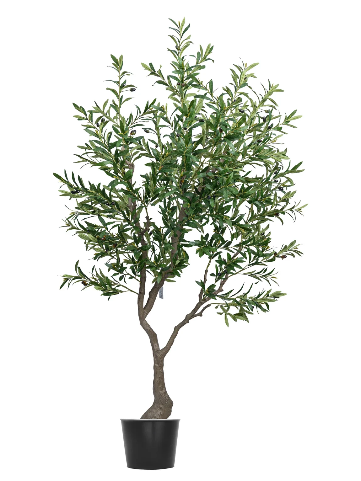 Olive tree L4