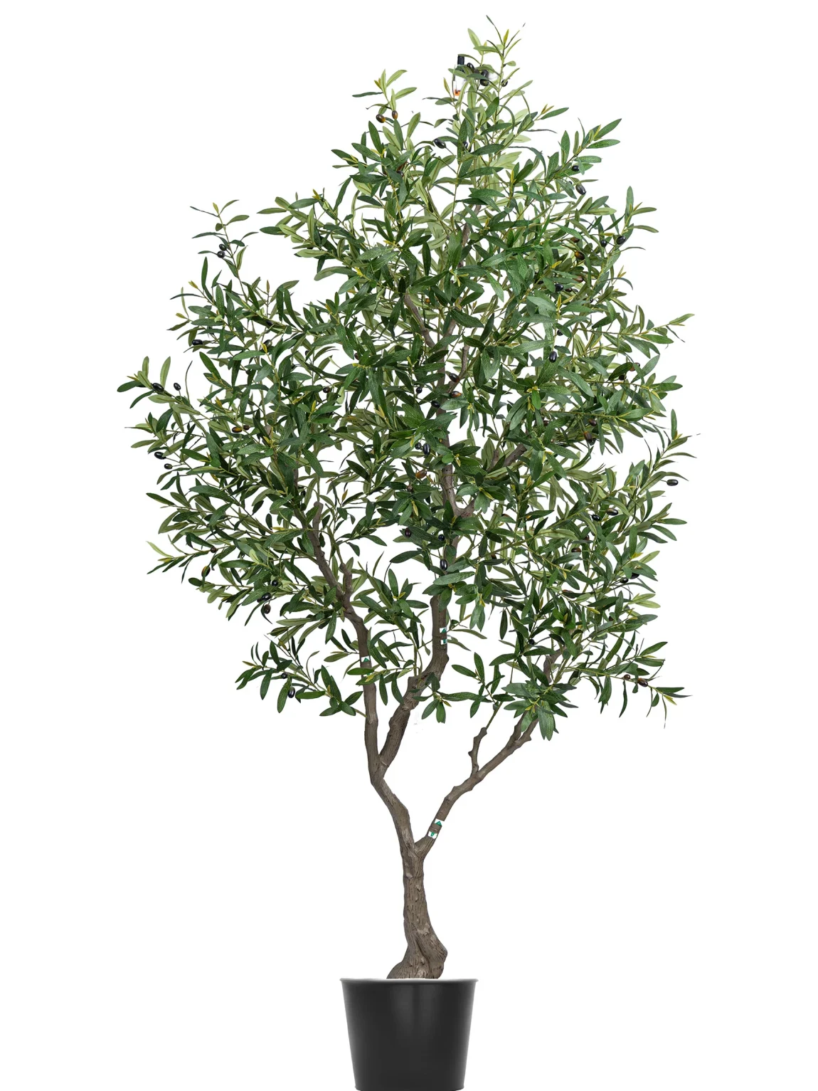 Olive tree L4
