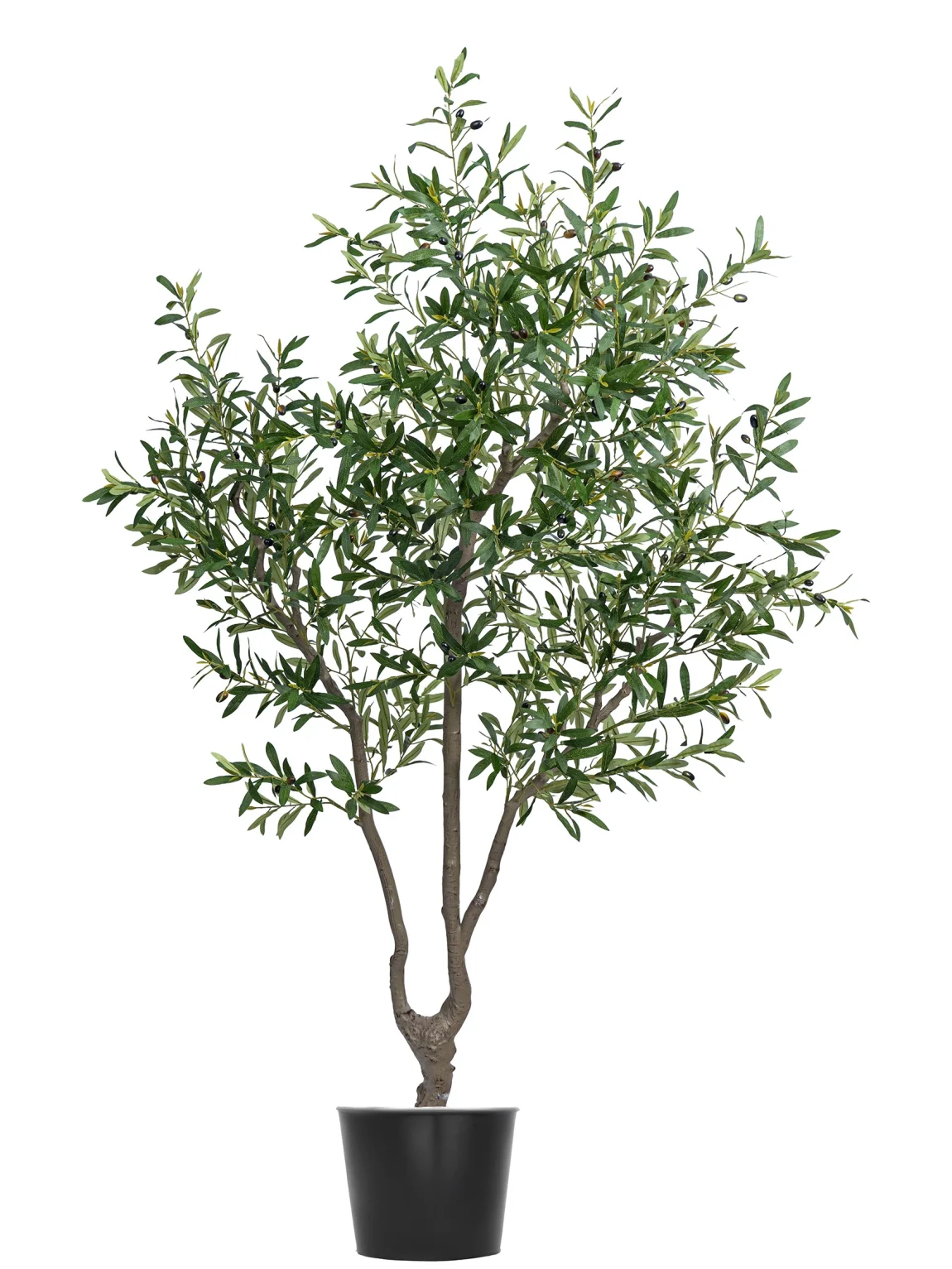 Olive tree L3