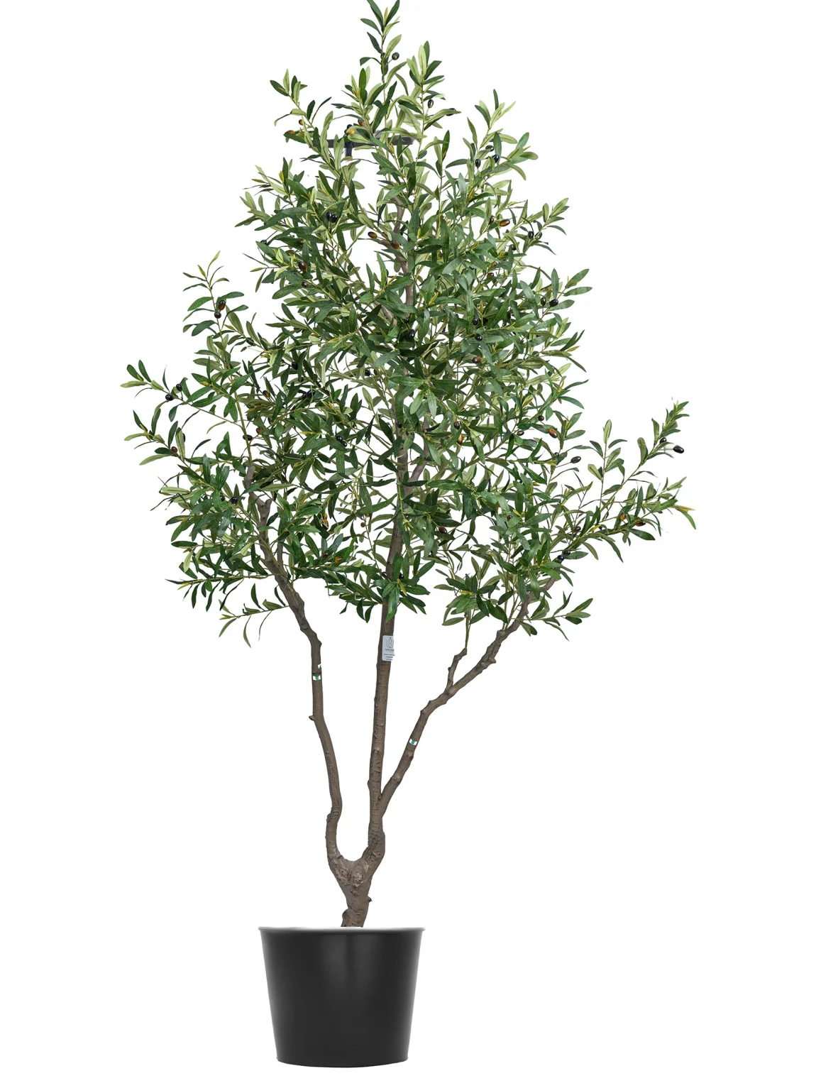 Olive tree L3