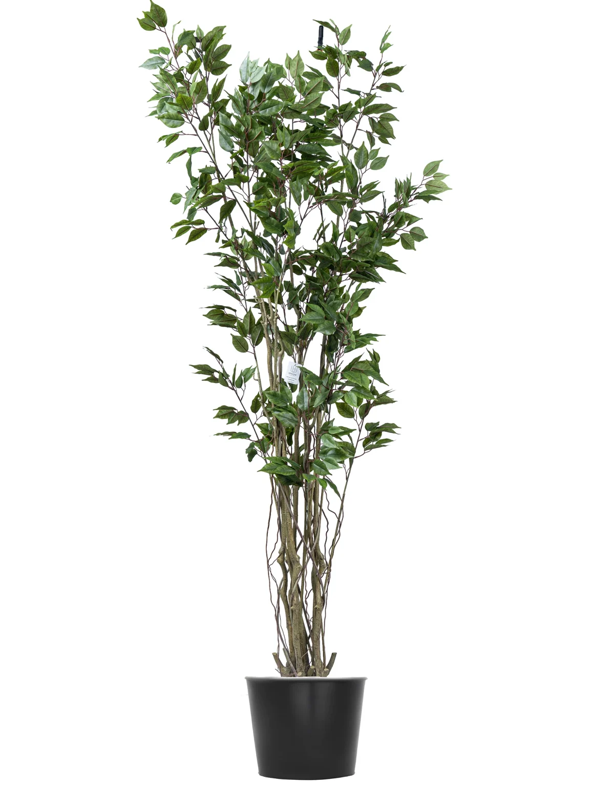 210cm Artificial Ficus Tree #LTRS-058-21007#G