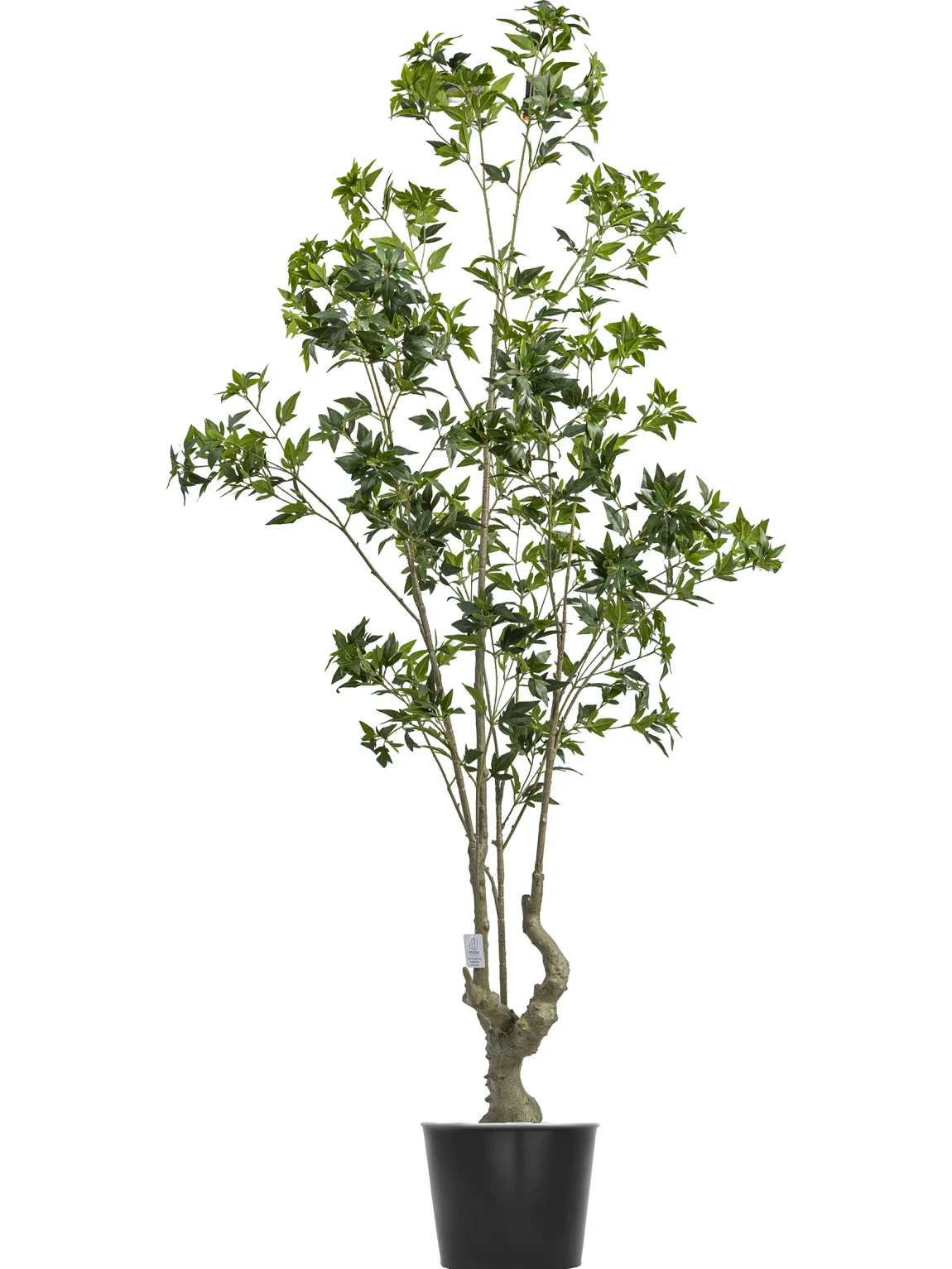 210cm Artificial Pieris Tree #FLS-003-21005