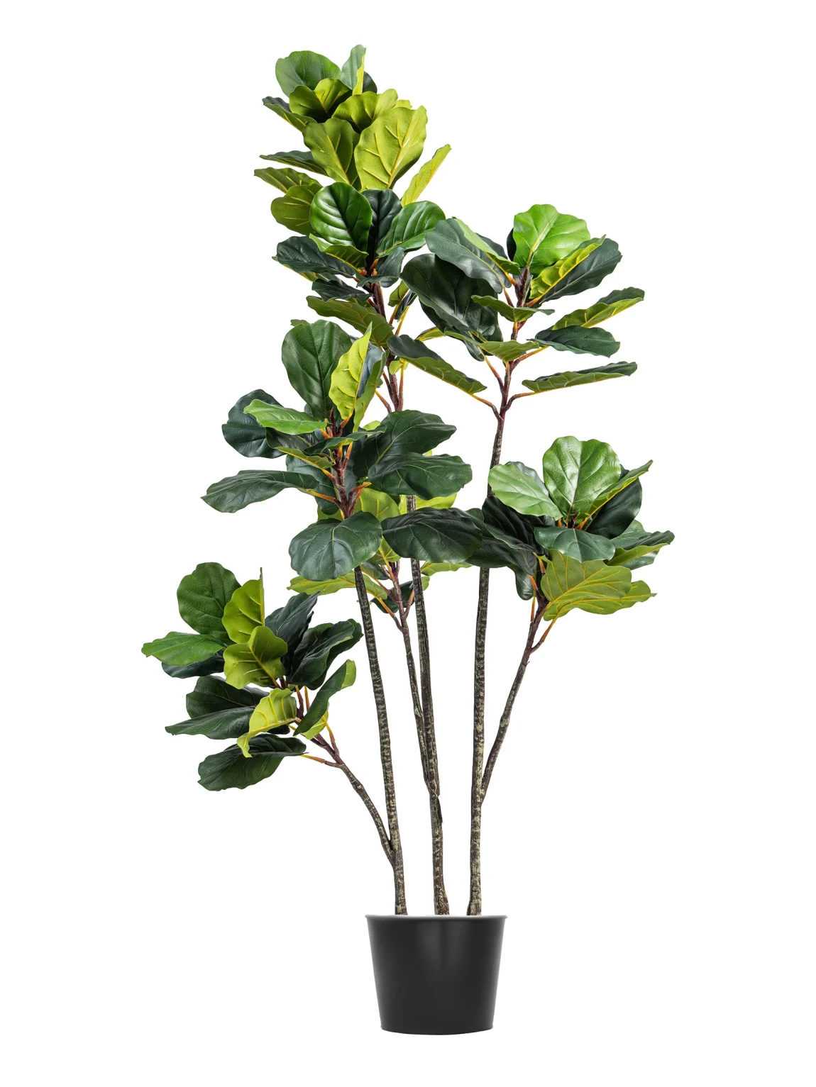 180cm Artificial Fiddle Fig Leaf Tree #QYR-008-16002