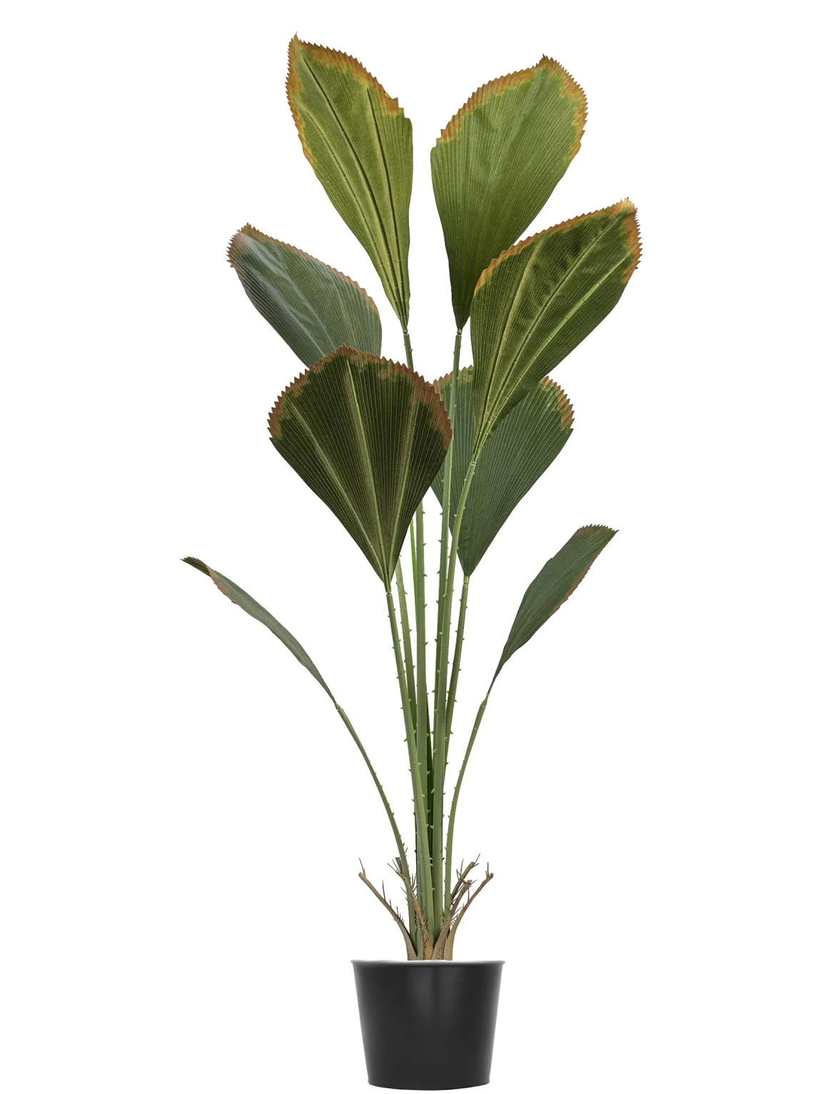 160cm Artificial Fan Palm Tree #SMDLZ-001-16003 #A