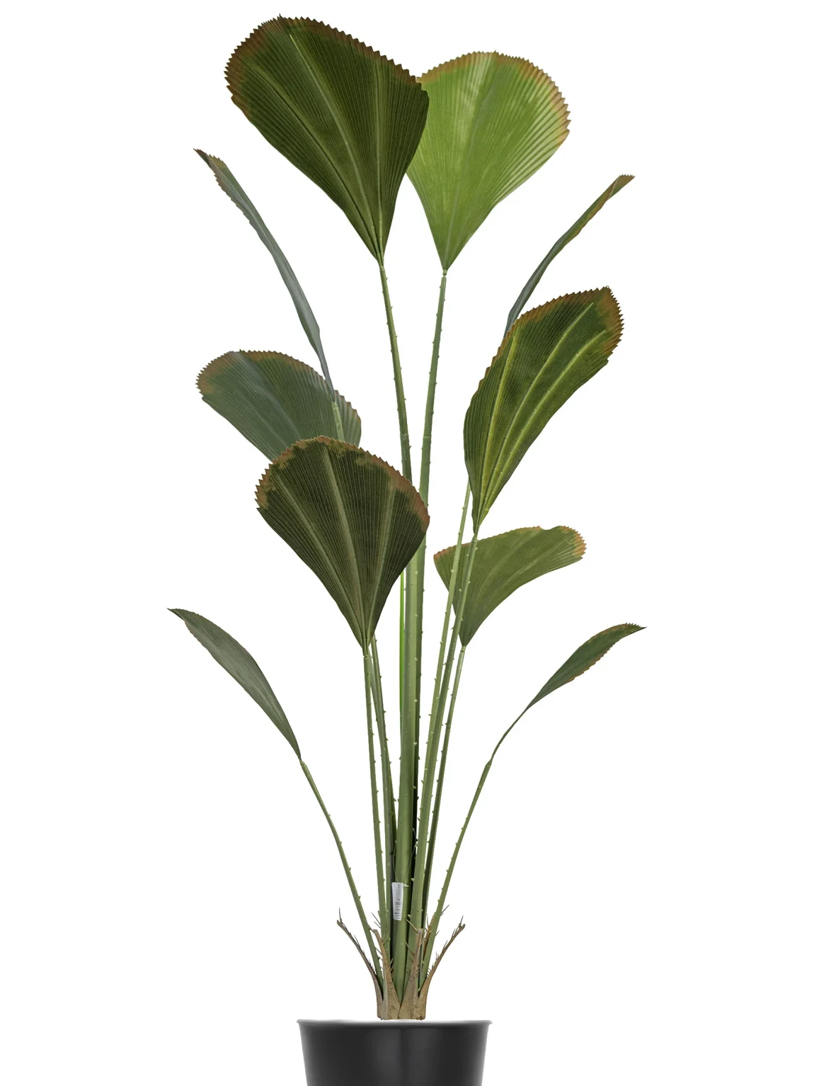 180cm Artificial Fan Palm Tree #SMDLZ-001-18004 #A