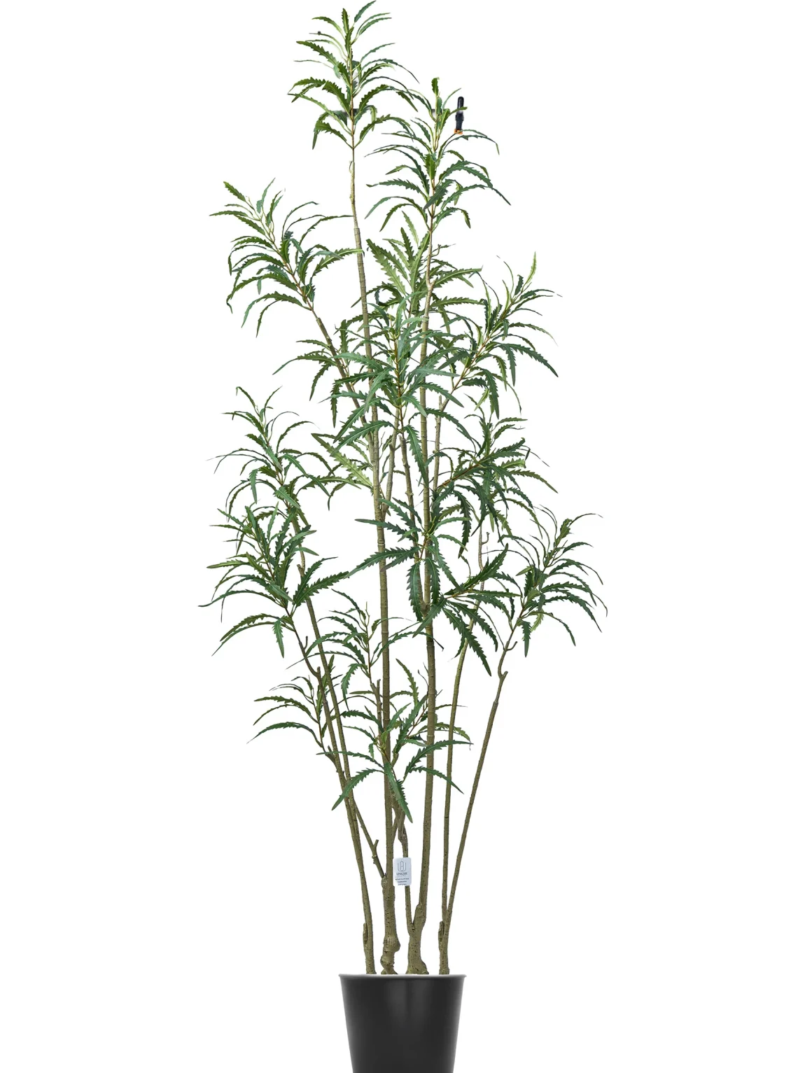 200cm Dizicotka Tree #XYKQM-095-20002 #B